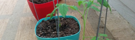 Sungold cherry tomato plants growing in containers.